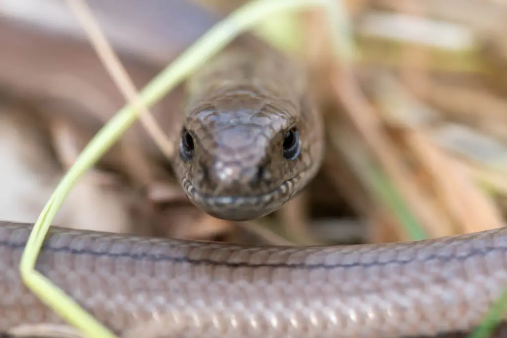 Slow-worm