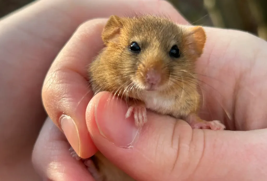 Hazel Dormouse
