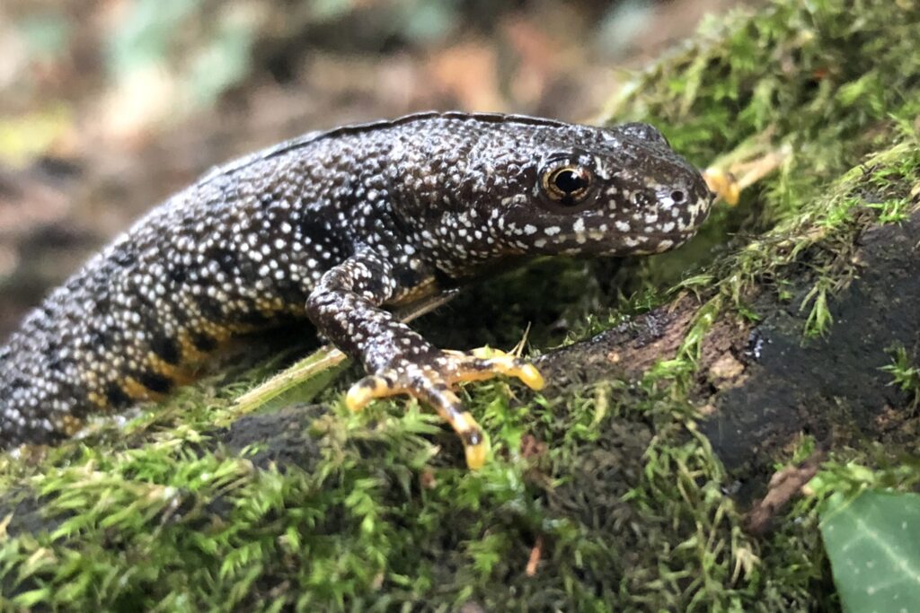 Great Crested Newt