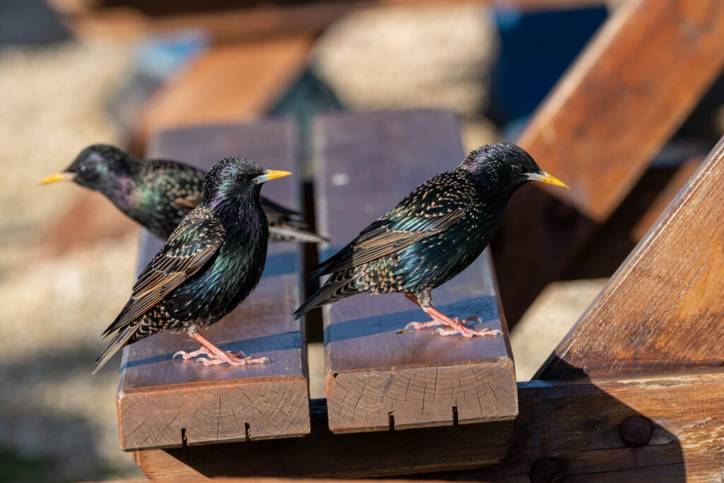 starlings