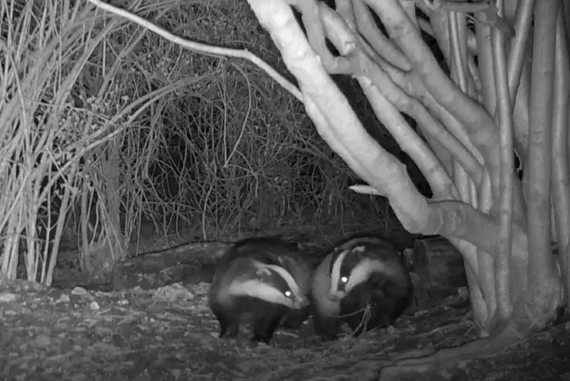 badgers from kathryn