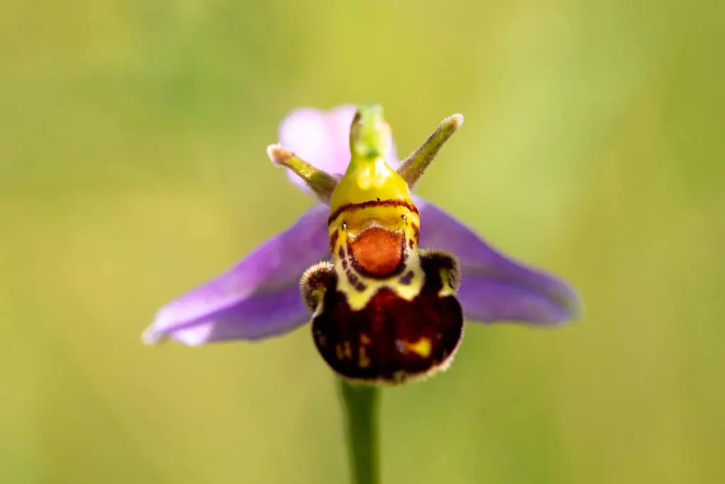 National Vegetation Classification