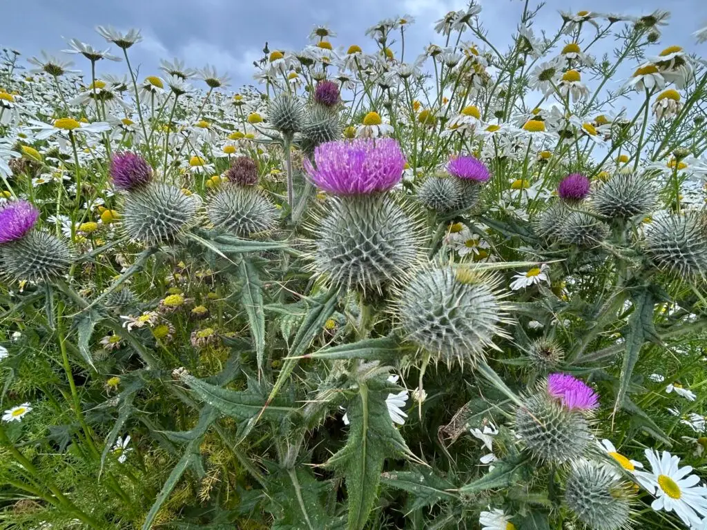 Biodiversity Net Gain