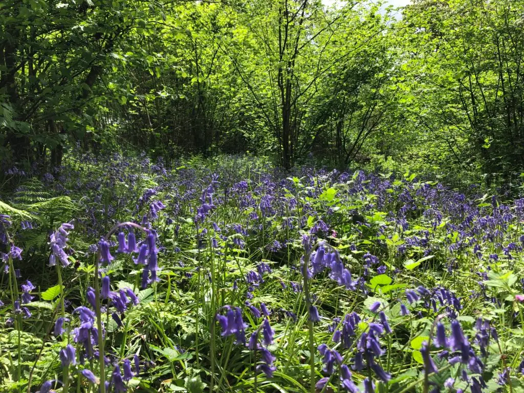 Preliminary Ecological Appraisal